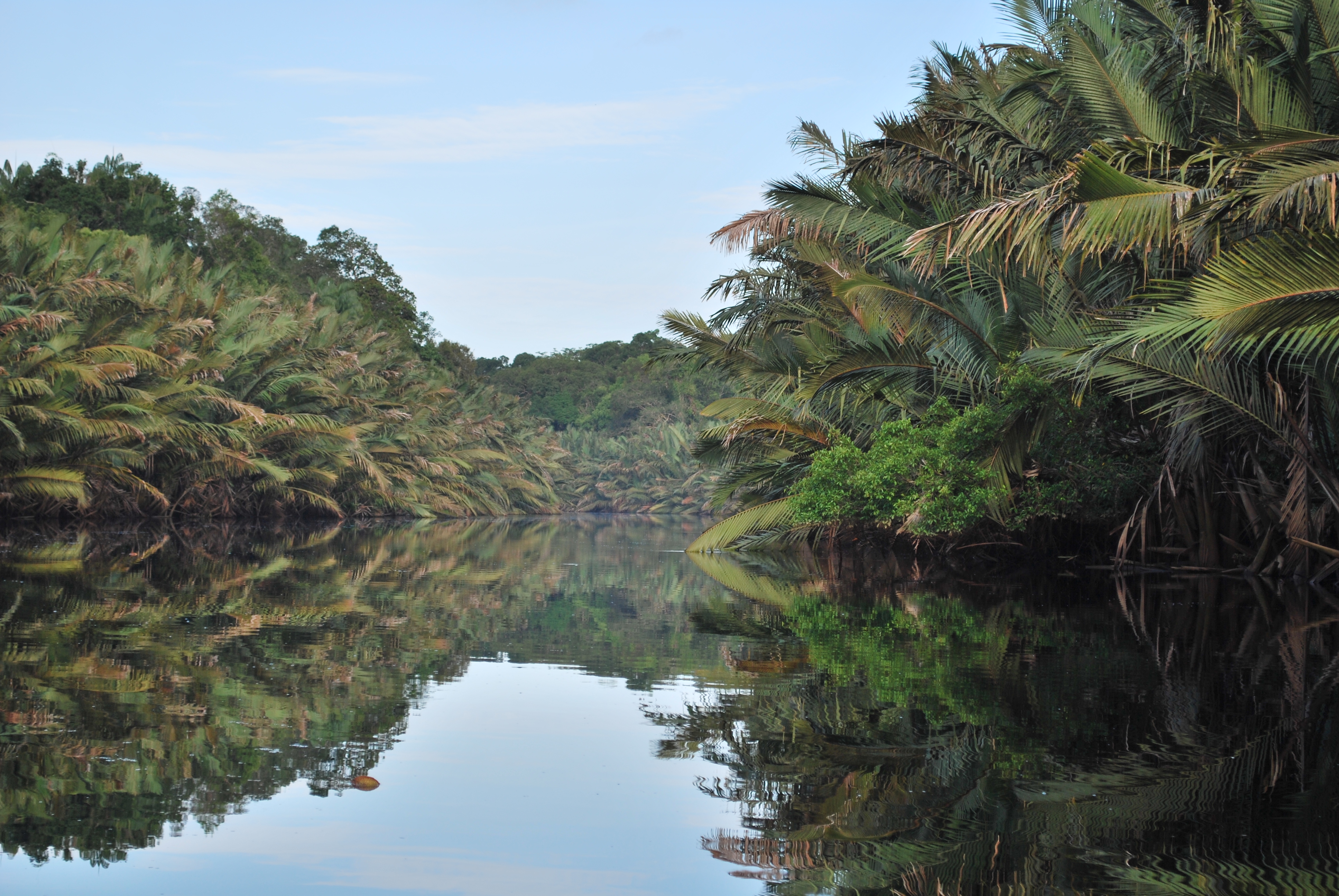 Field photo: mangrove waterway